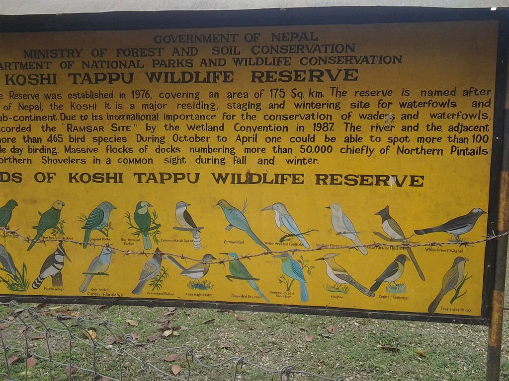 koshi tappu