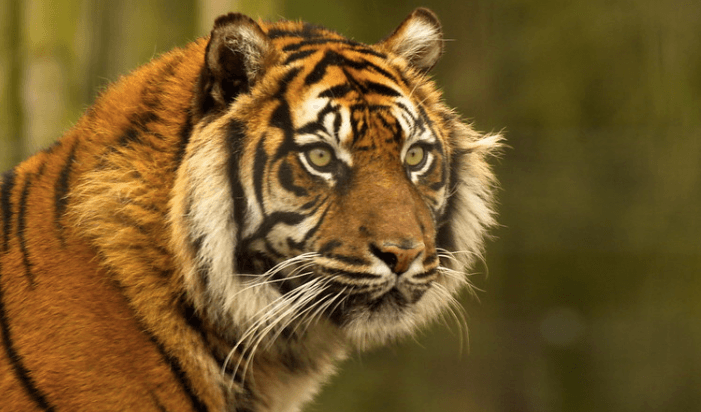 El tigre conquista las altas cimas de Nepal