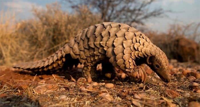 El pangolín, el emblema del Népal en peligro
