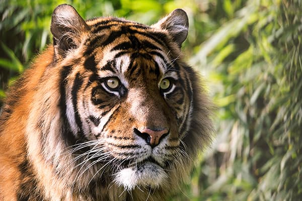 En Nepal, la población de tigres salvajes está prosperando